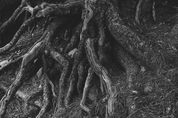 Gnarled tree roots breaking through the soil, close-up black-and-white photograph