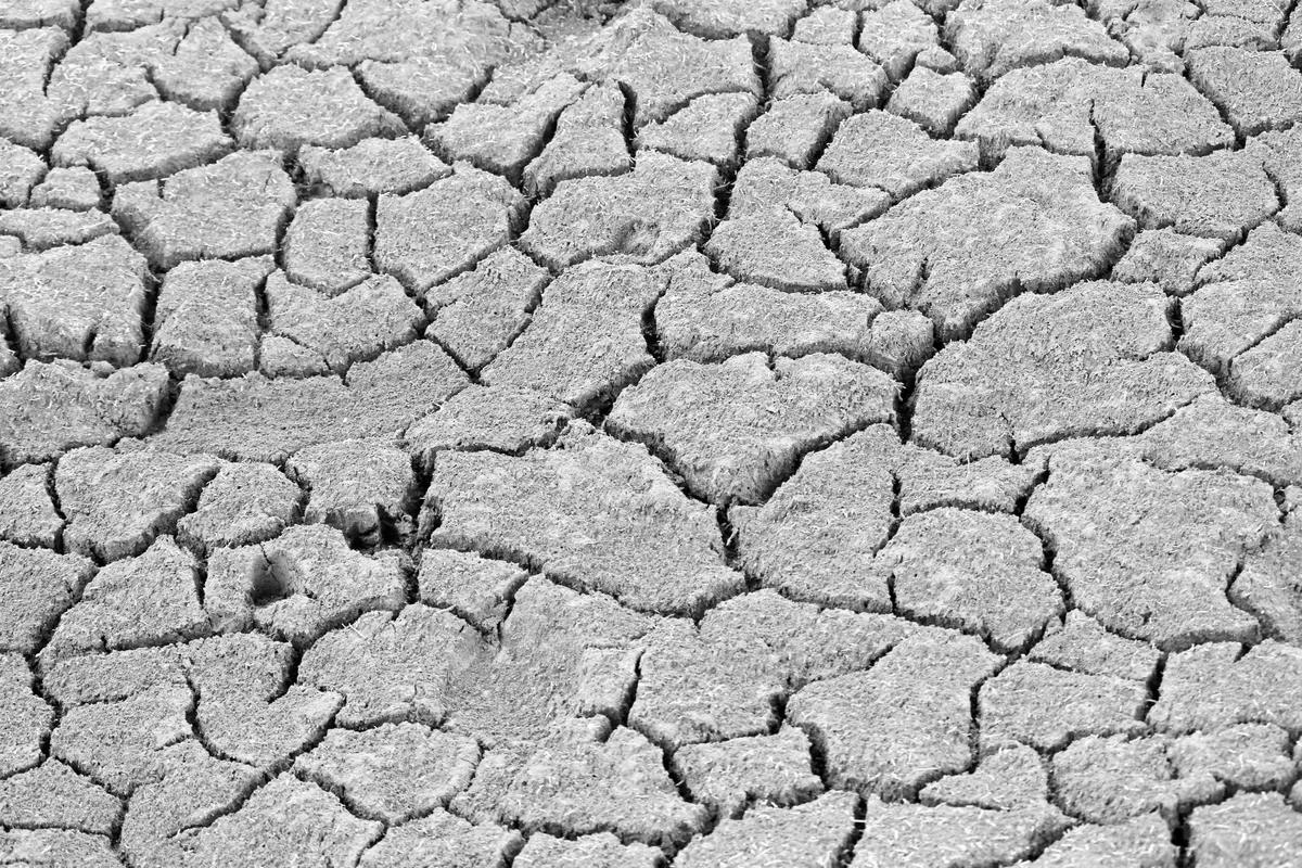 Surface of dried clay soil split into irregular polygons by deep cracks, black and white photograph
